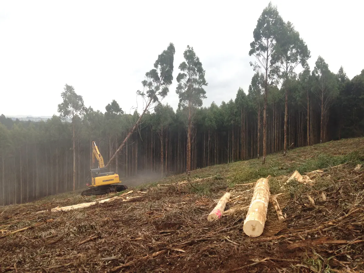 Harvesting machinery in a forest coupe