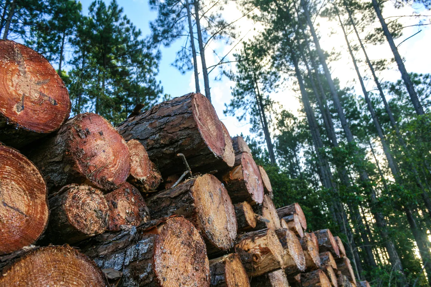 Stacked logs