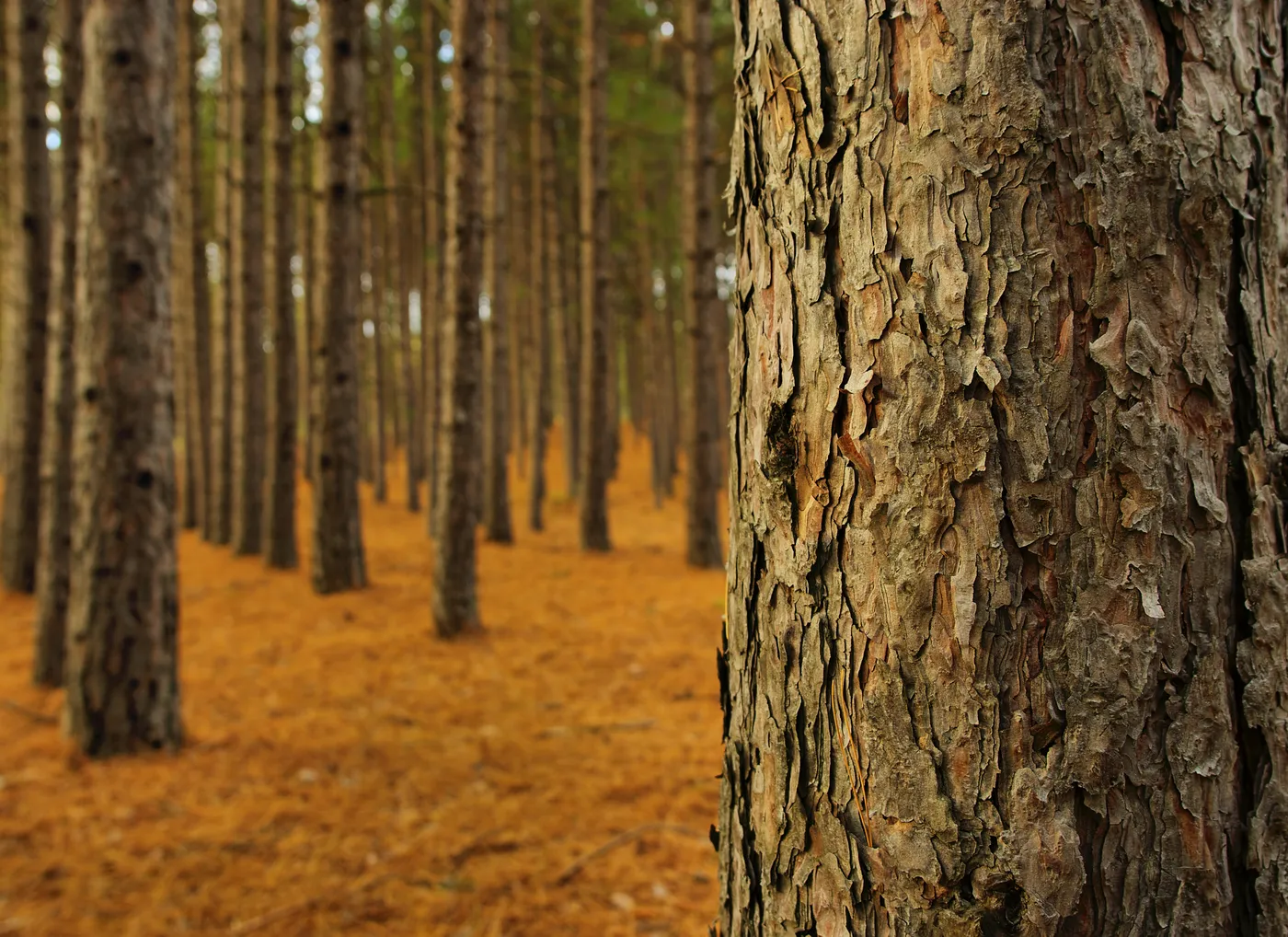 Pine stem